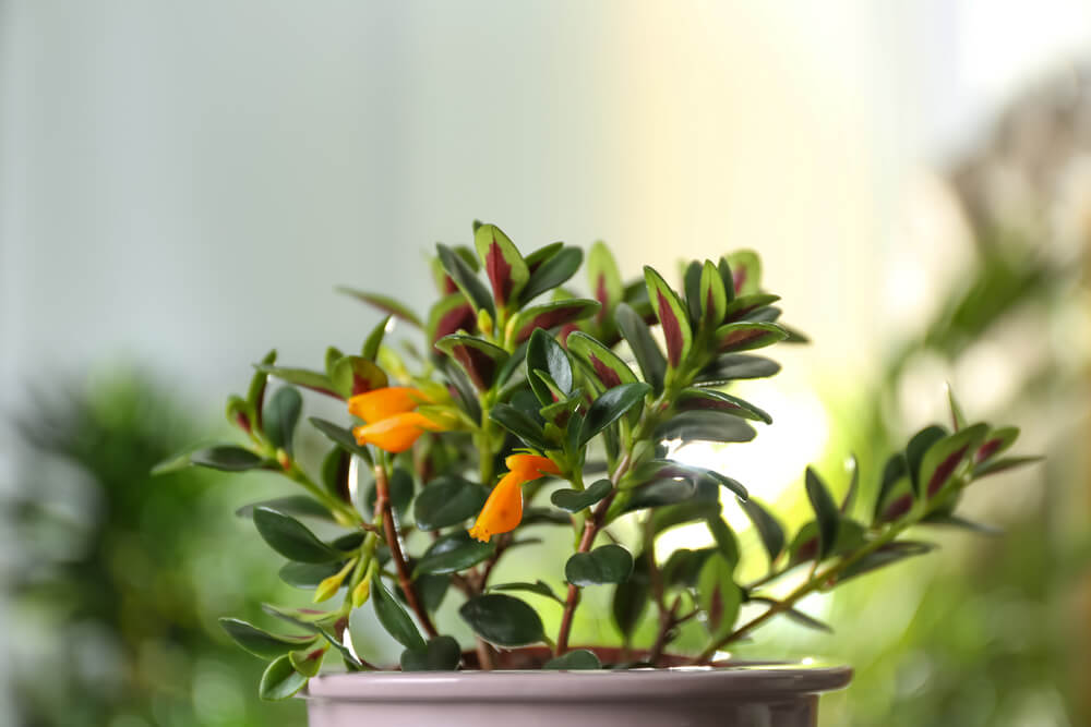 Beautiful potted Goldfish plant on blurred background, closeup