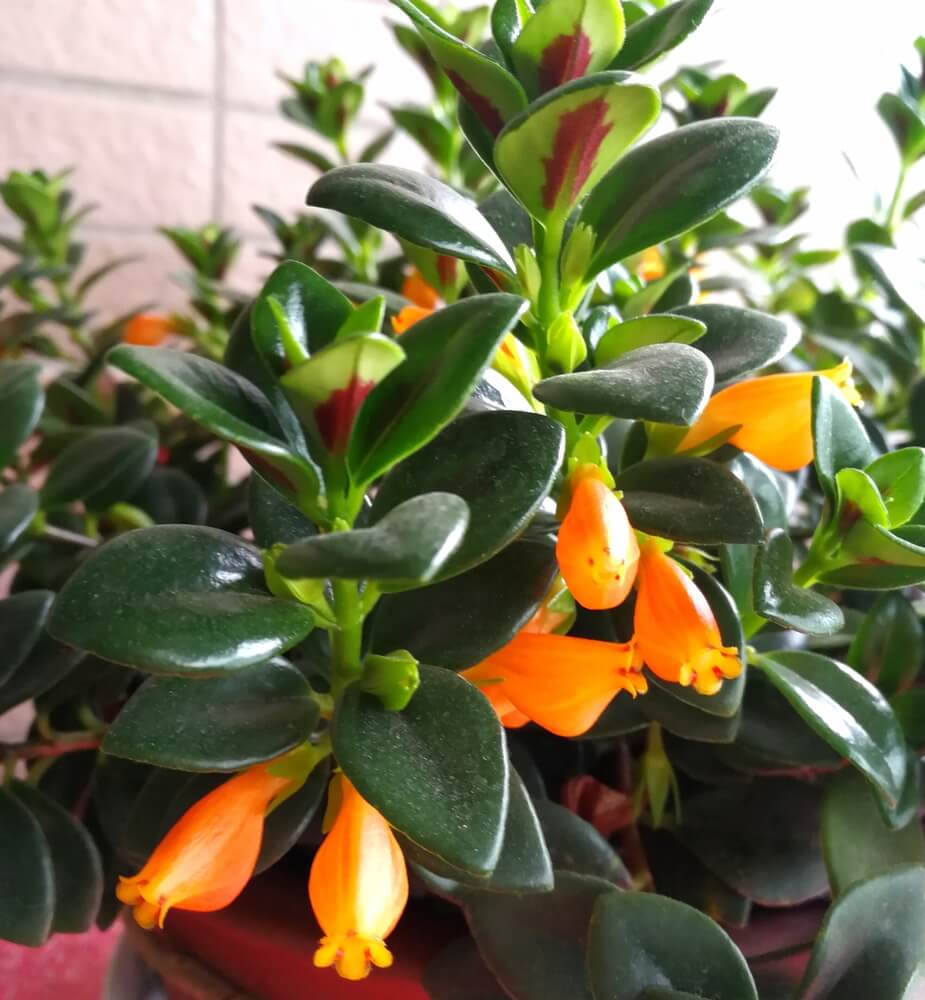 Beautiful potted Goldfish plant on blurred background