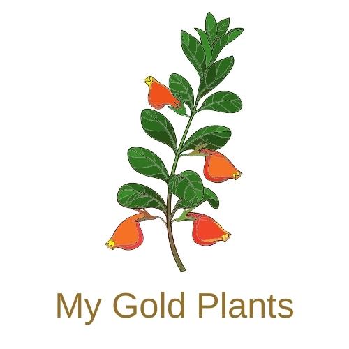 My Gold Plants logo